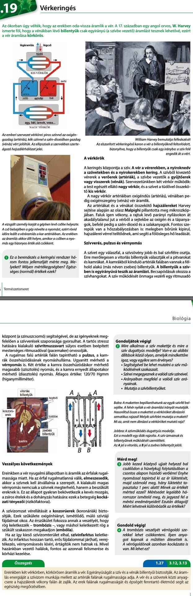 19. Vérkeringés