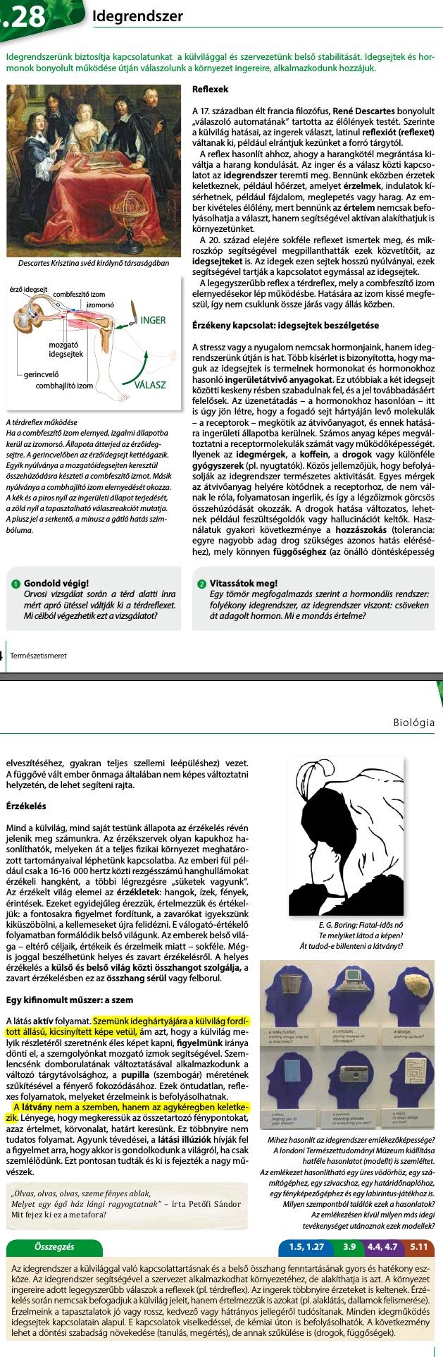 28. Idegrendszer